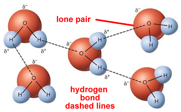 liquid water hydrogen bonding model