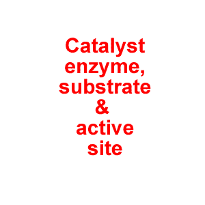 enzyme-catalyst